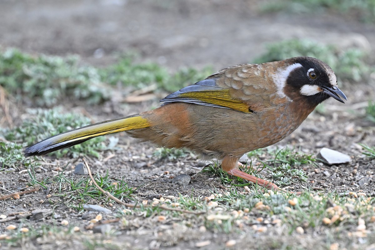 Black-faced Laughingthrush - ML637636708