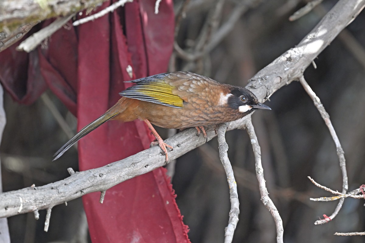 Black-faced Laughingthrush - ML637636709