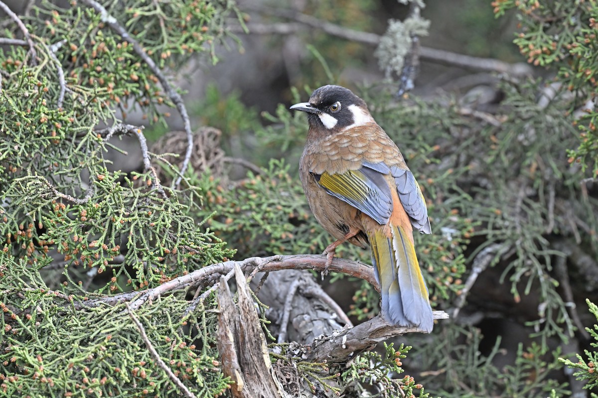 Black-faced Laughingthrush - ML637636710
