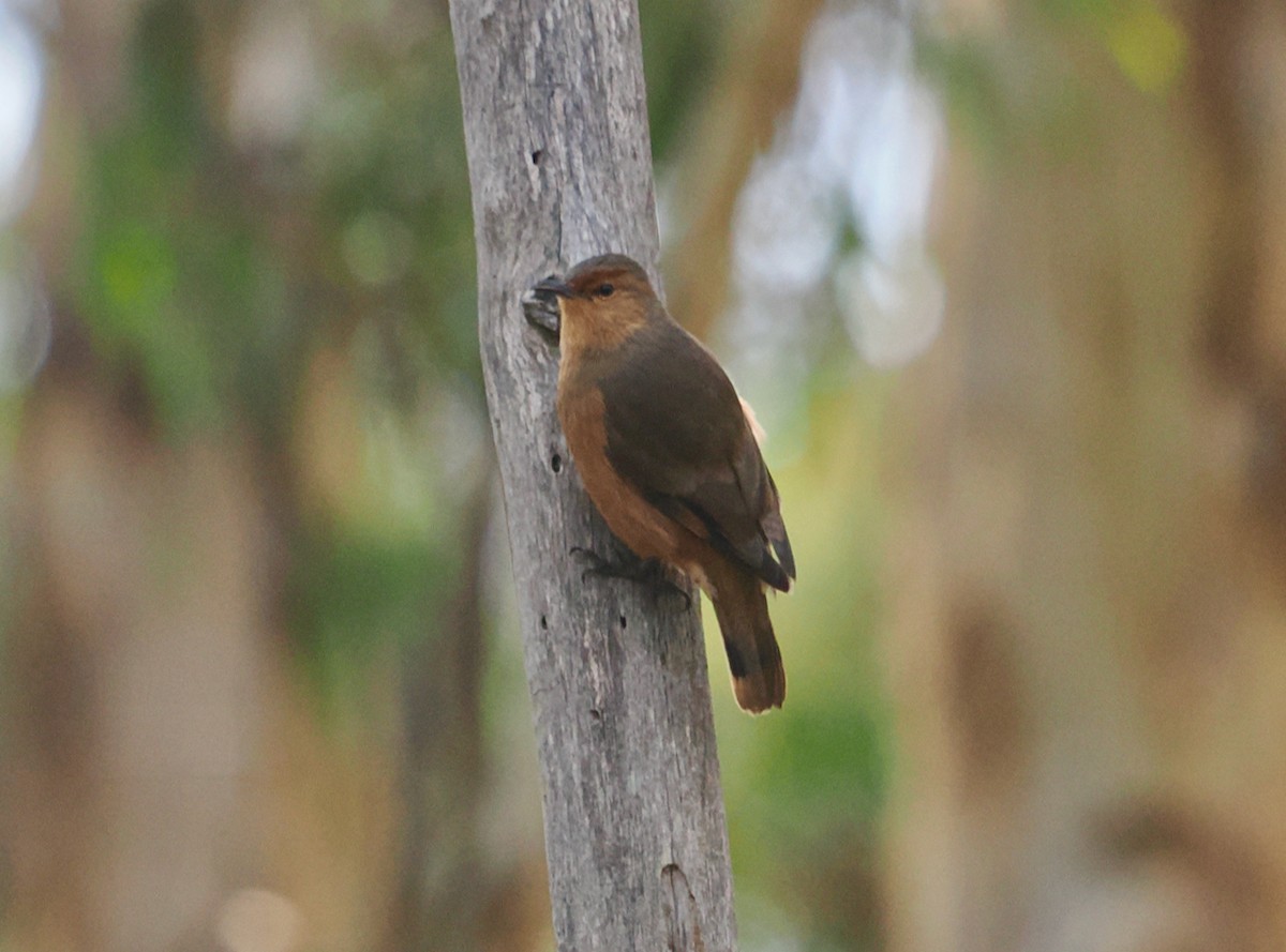 Rufous Treecreeper - ML637636715