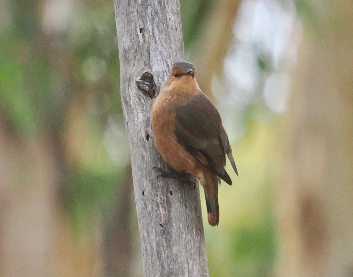 Rufous Treecreeper - ML637636716