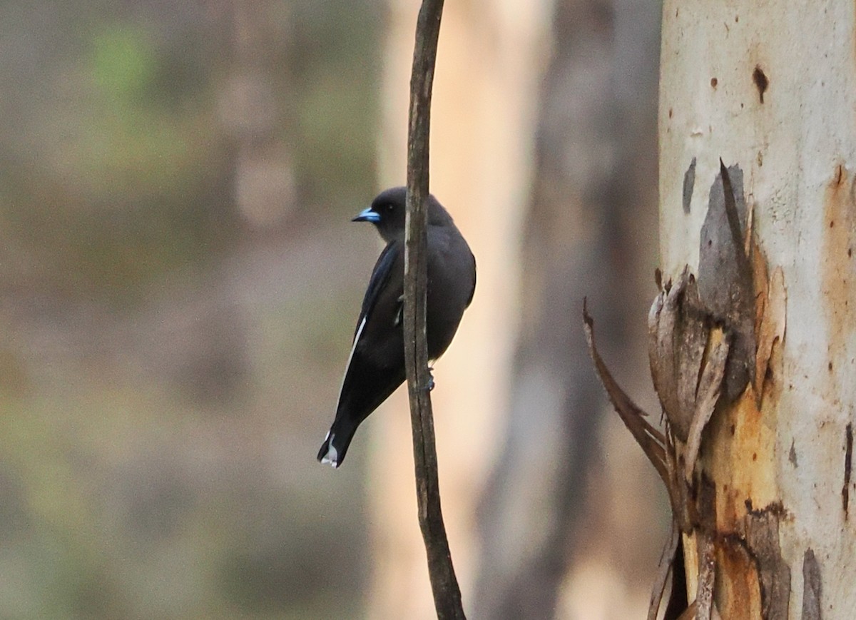 Dusky Woodswallow - ML637636723