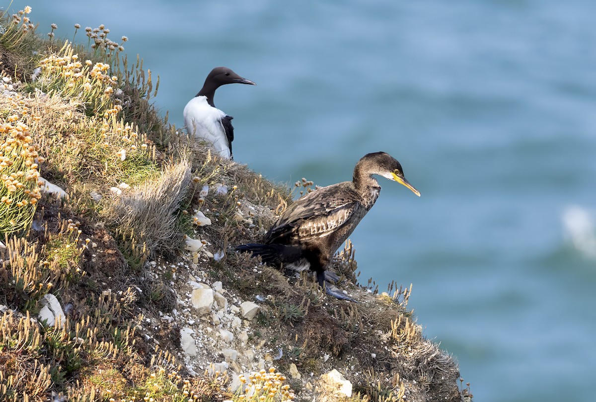 Guillemot marmette - ML637636724