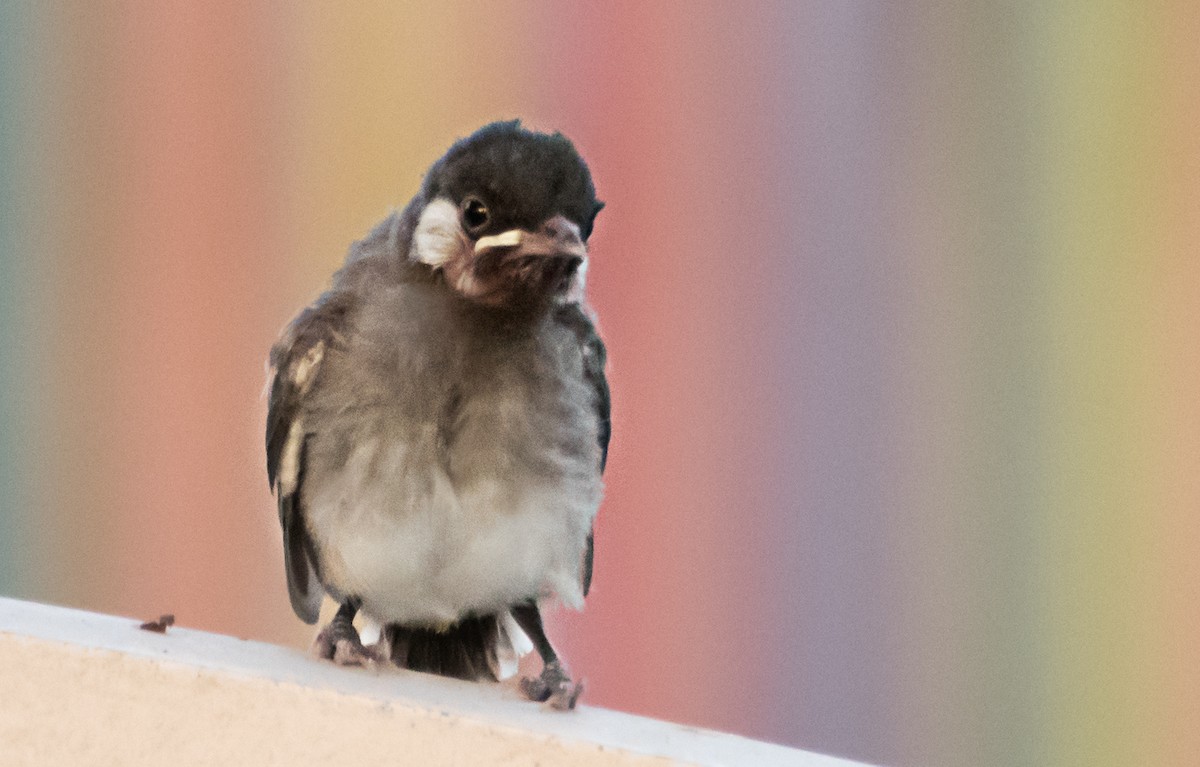 Bulbul à oreillons blancs - ML637636780