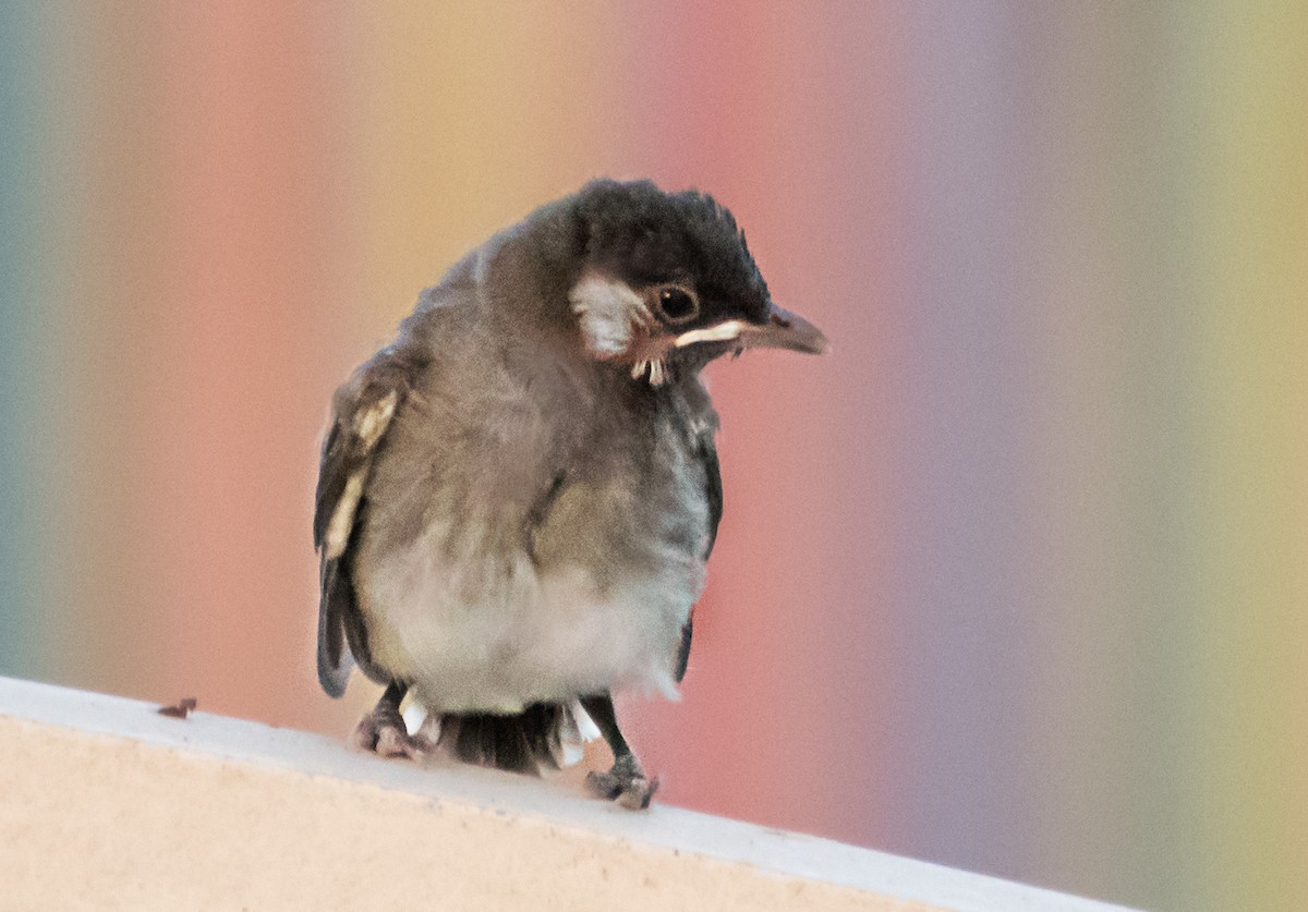 Bulbul à oreillons blancs - ML637636781