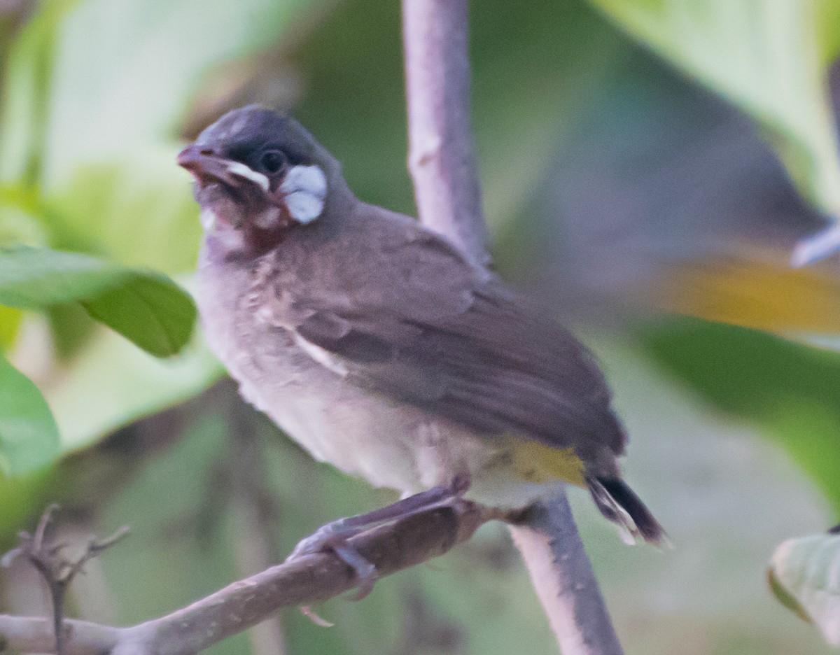 Bulbul à oreillons blancs - ML637636783