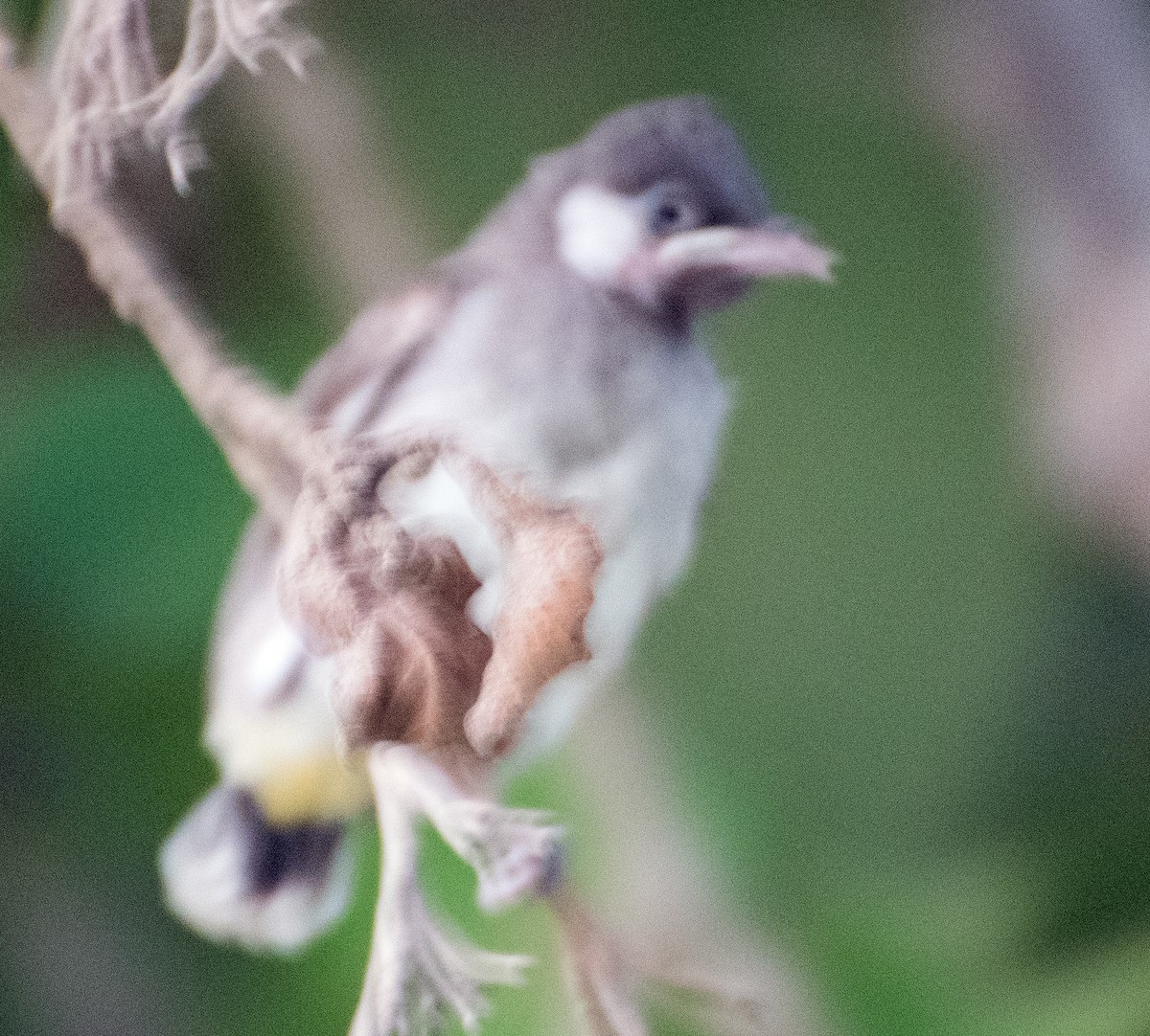 Bulbul à oreillons blancs - ML637636789