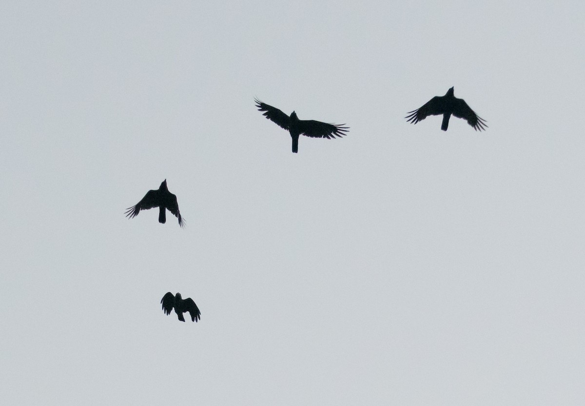 Corbeau familier - ML637636796