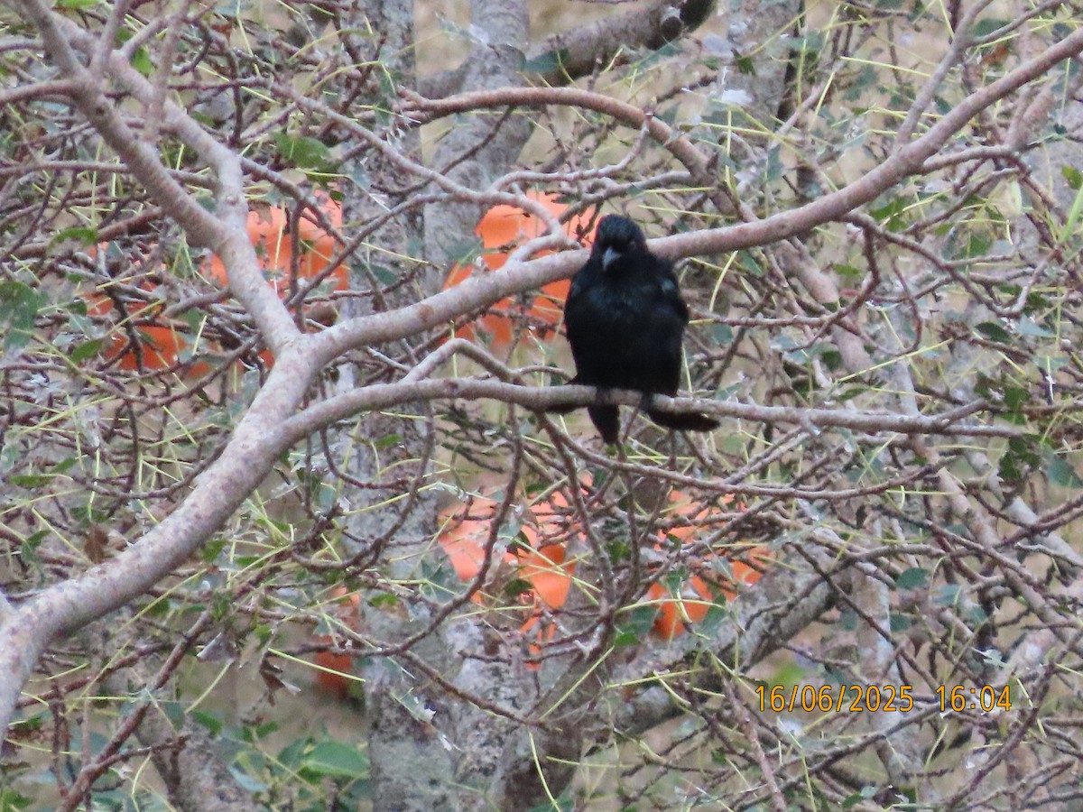 Drongo pailleté - ML637636798