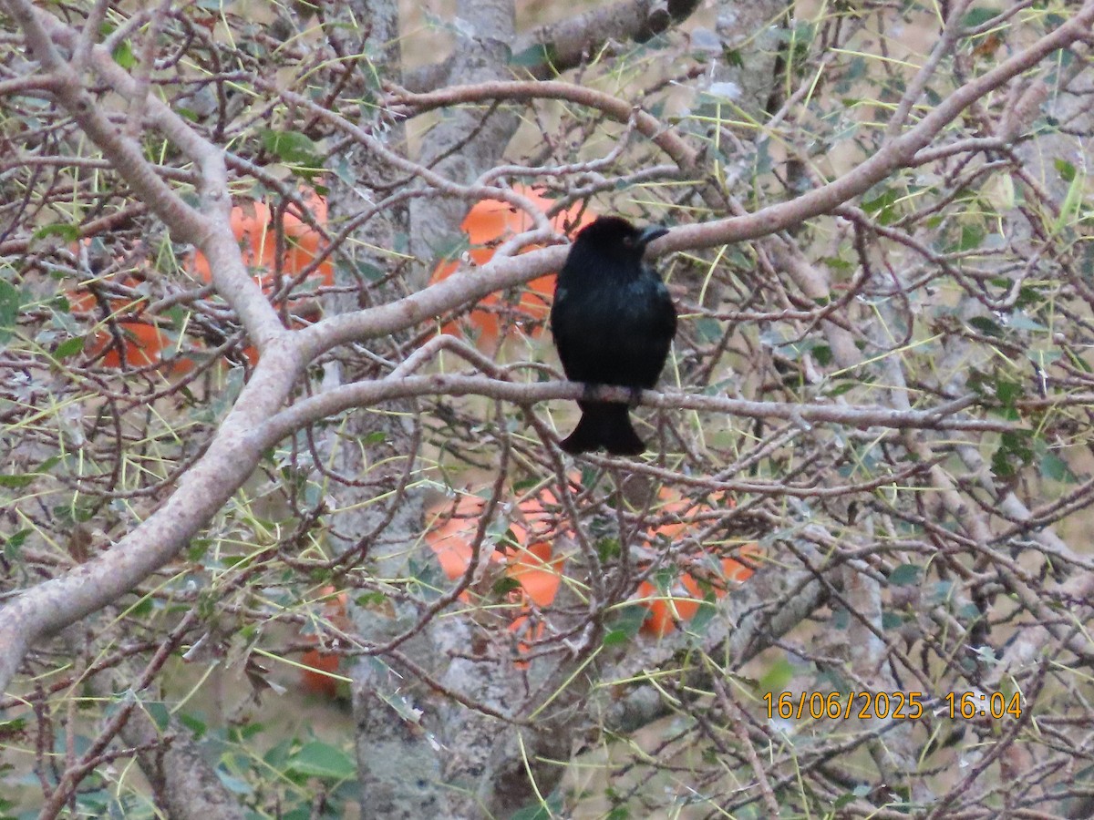 Drongo pailleté - ML637636800