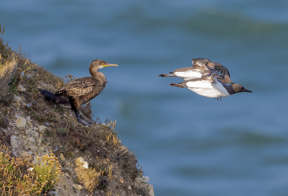 Guillemot marmette - ML637636806