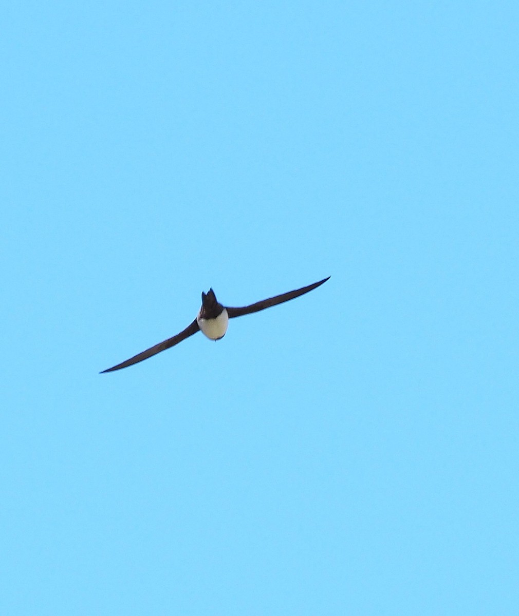 Alpine Swift - ML637636812