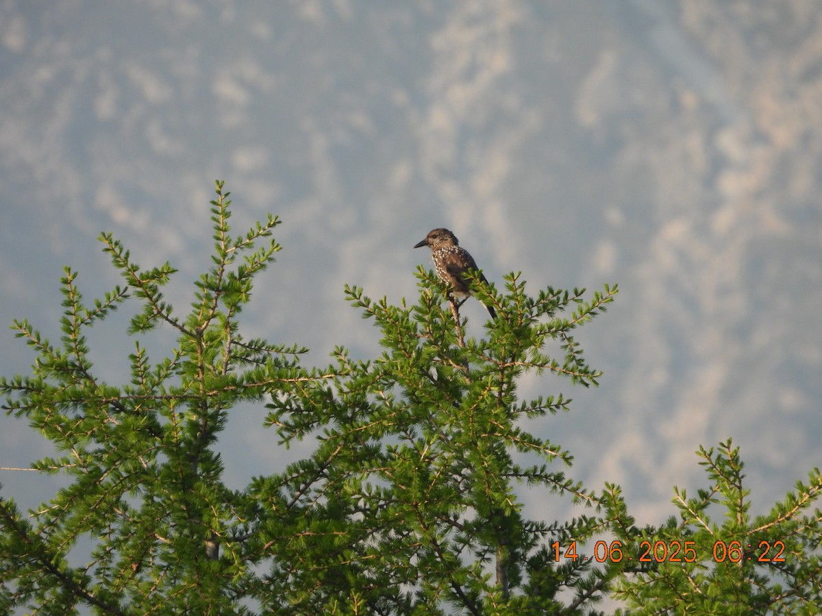 Northern Nutcracker - ML637636819