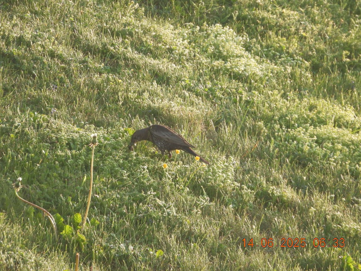 Ring Ouzel - ML637636835