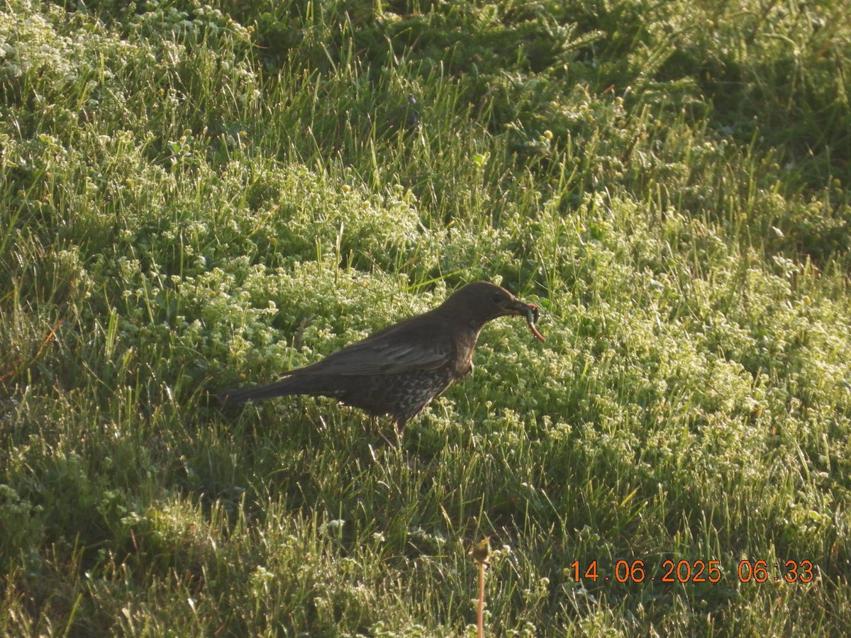 Ring Ouzel - ML637636836