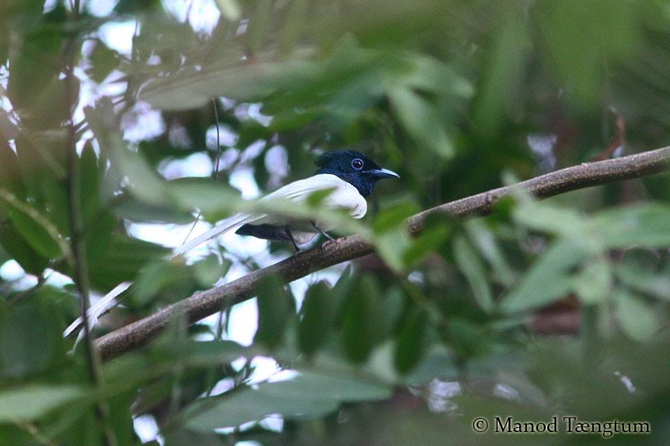 Amur Paradise-Flycatcher - ML637636892