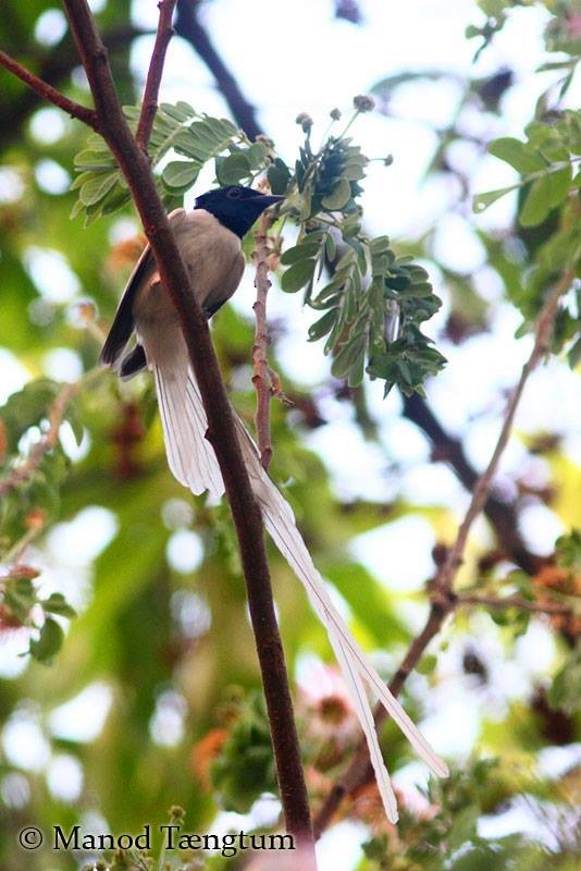 Amur Paradise-Flycatcher - ML637636893