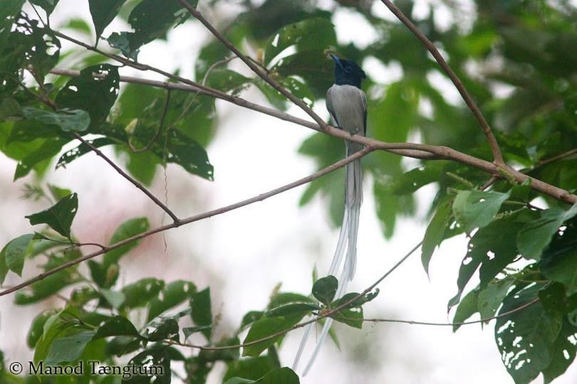 Amur Paradise-Flycatcher - ML637636906