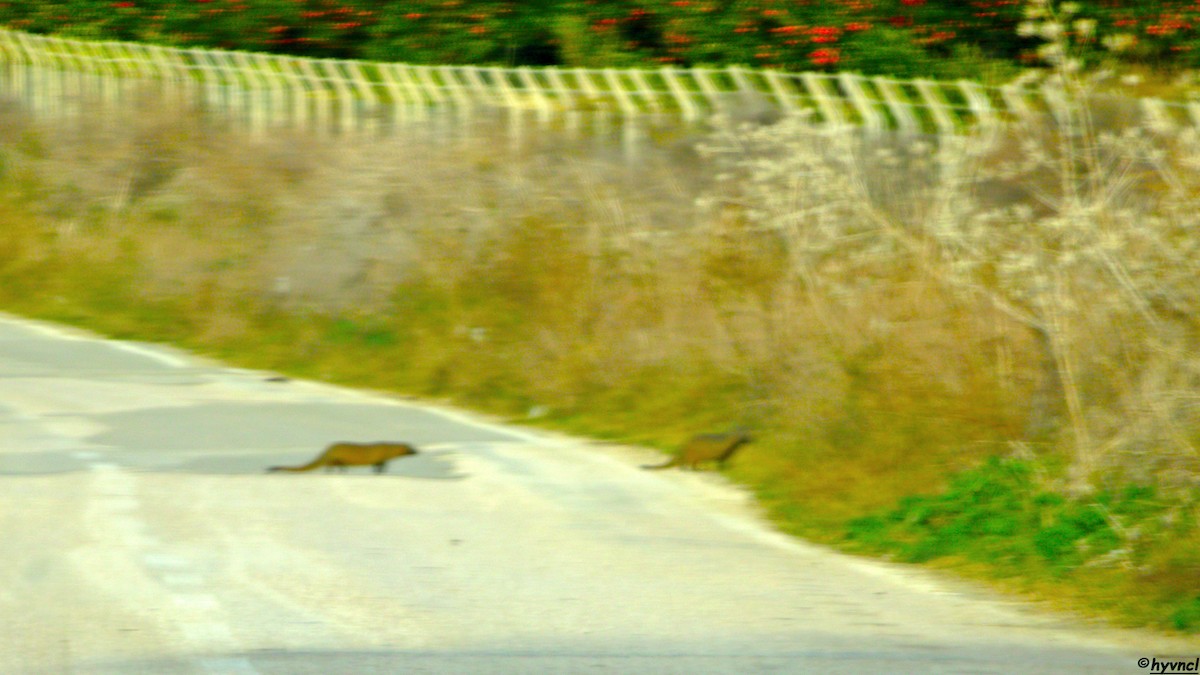 Egyptian Mongoose - ML637636921