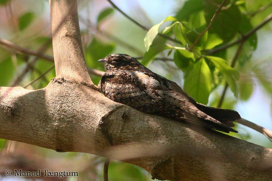 Gray Nightjar - ML637636924