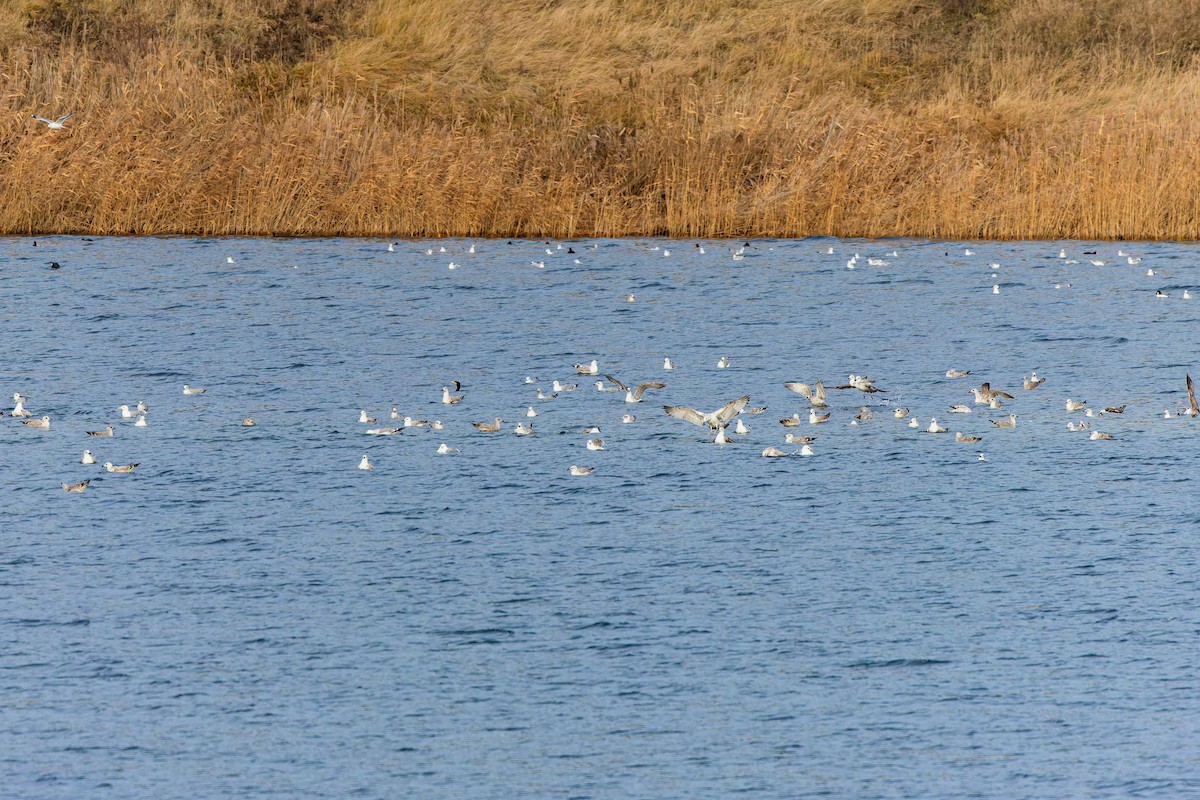 racek bělohlavý - ML637636946