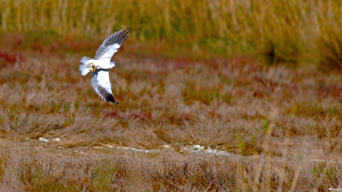 Balkan Short-tailed Mouse - ML637636959