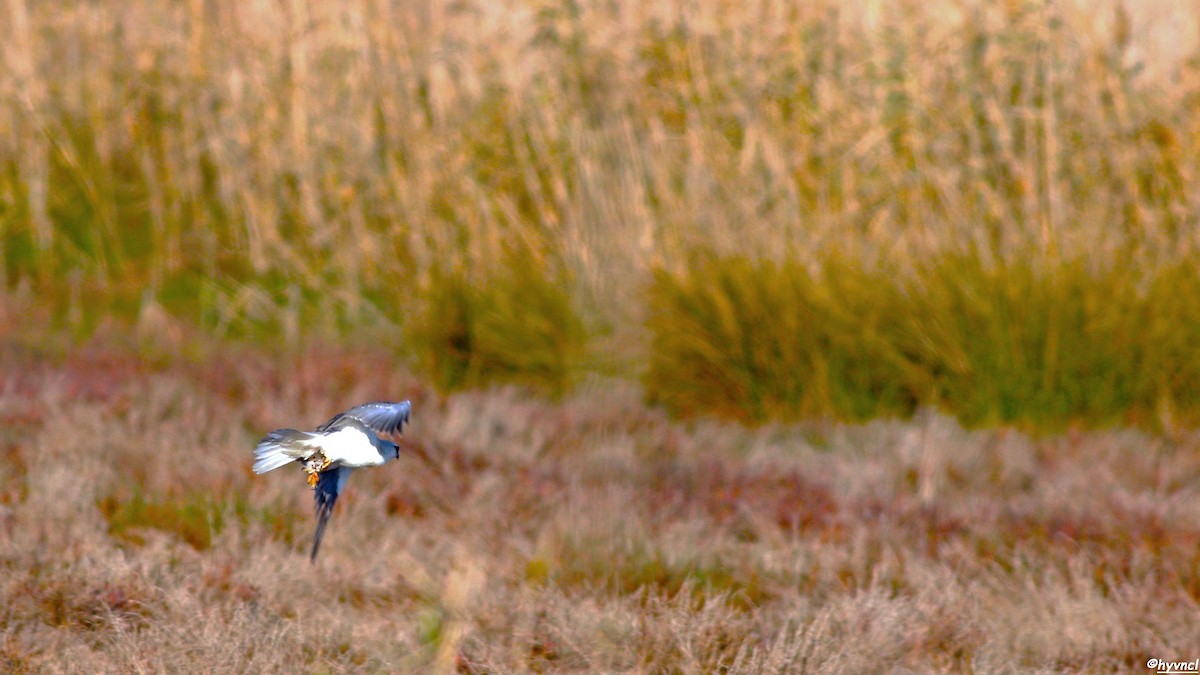 Balkan Short-tailed Mouse - ML637636960