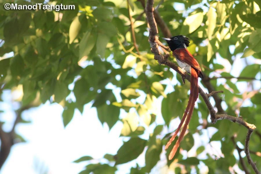 Amur Paradise-Flycatcher - ML637636961