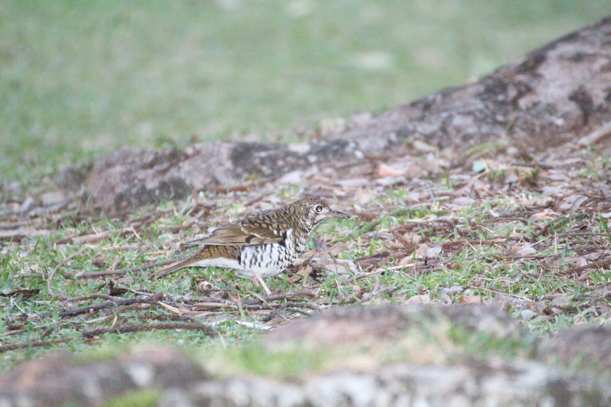 Russet-tailed Thrush - ML637636978