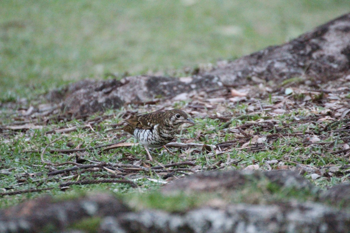 Russet-tailed Thrush - ML637636982