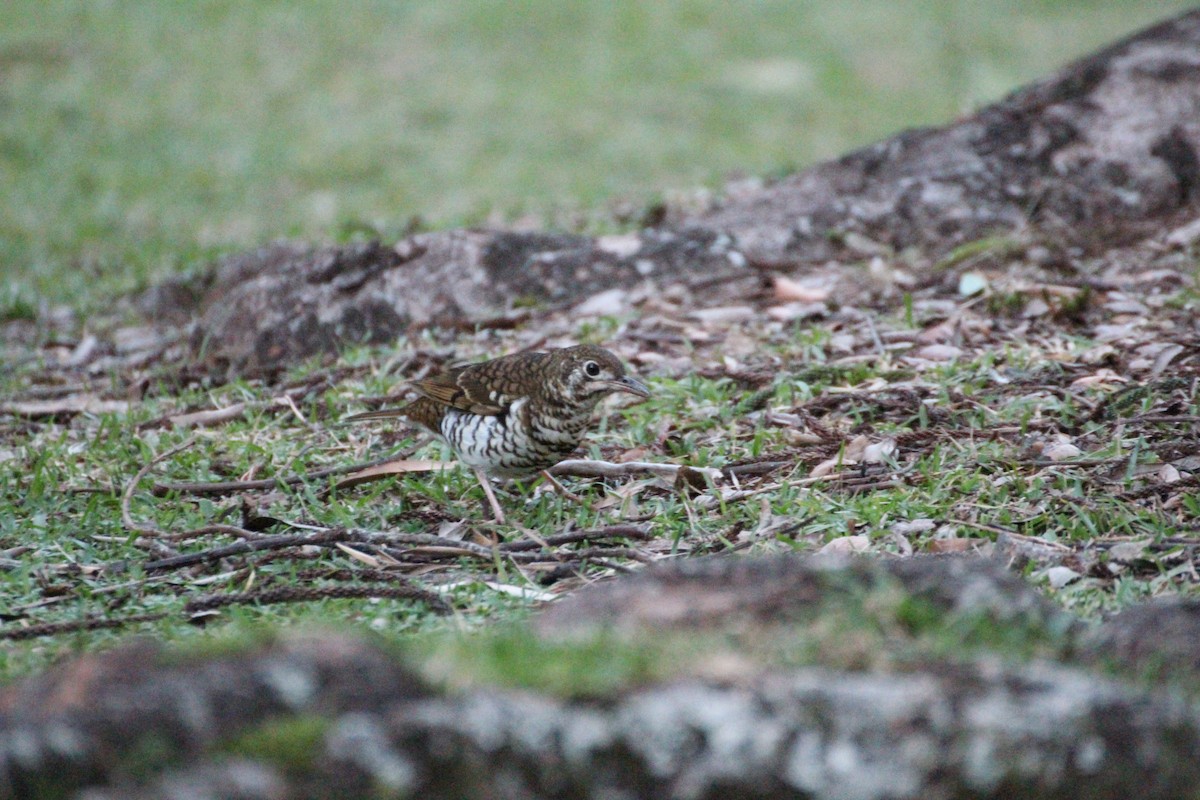 Russet-tailed Thrush - ML637636983