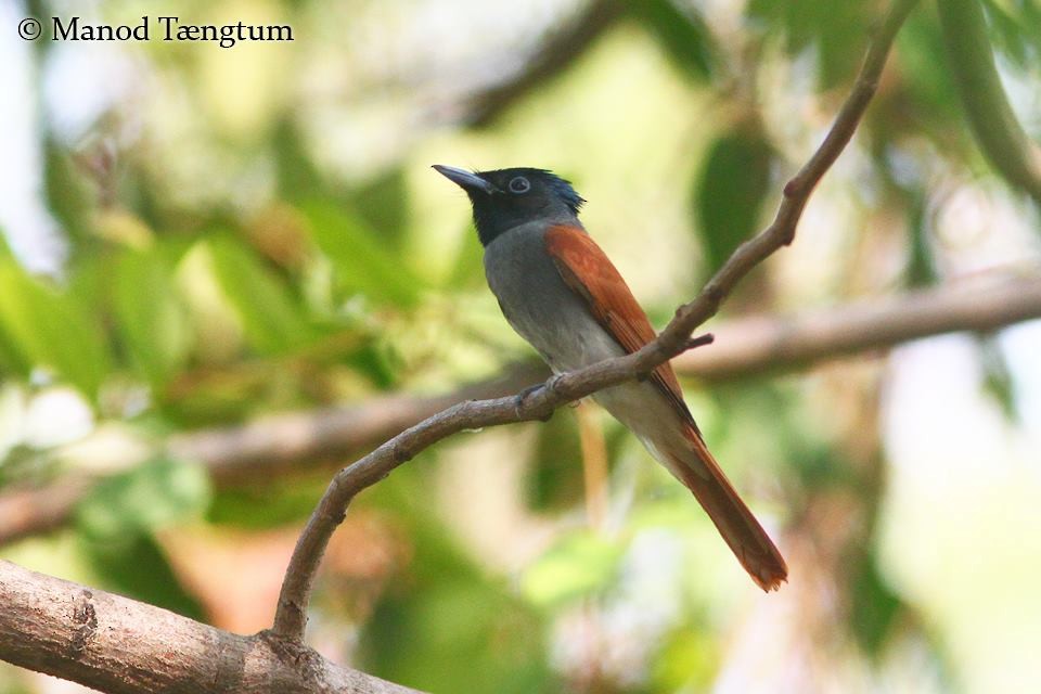 Amur Paradise-Flycatcher - ML637636991