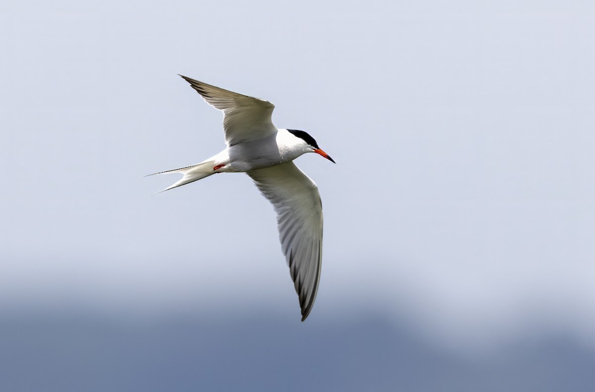 Common Tern - ML637637018