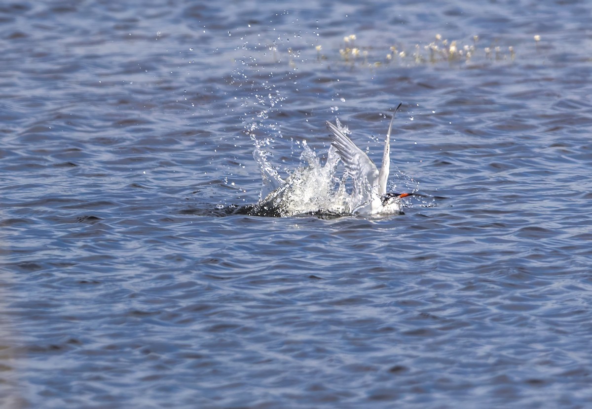 Common Tern - ML637637019