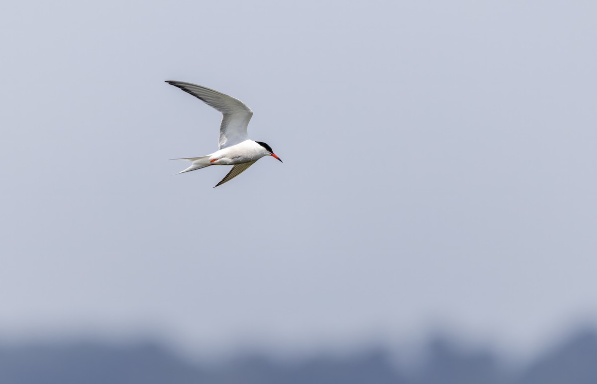 Common Tern - ML637637020