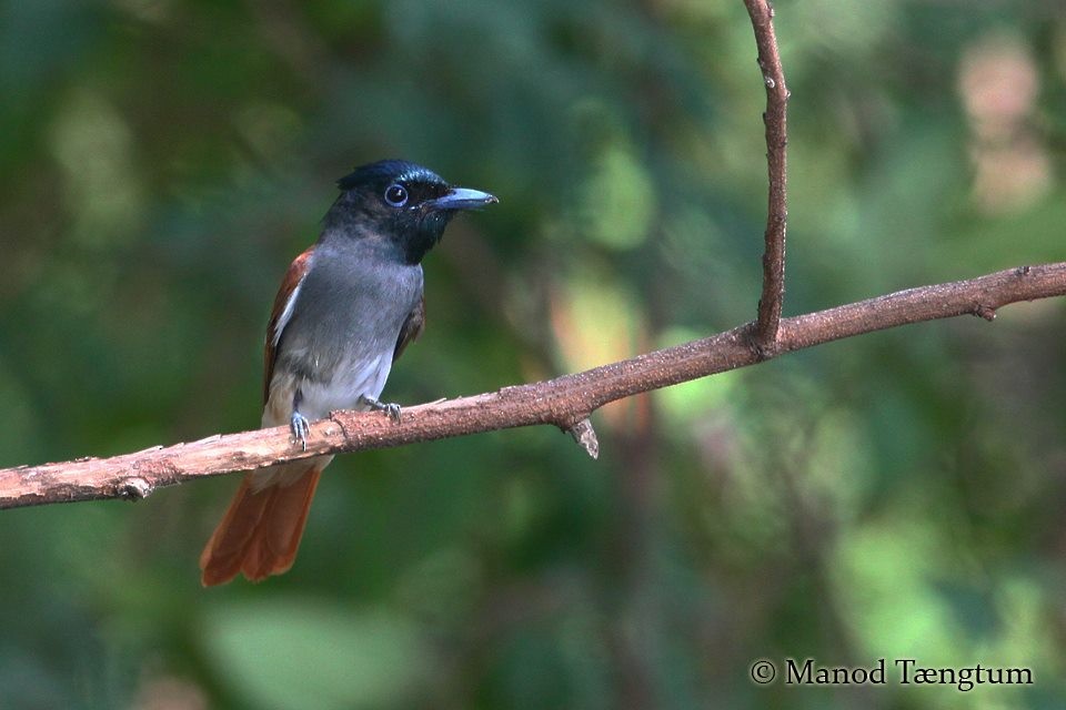 Amur Paradise-Flycatcher - ML637637024