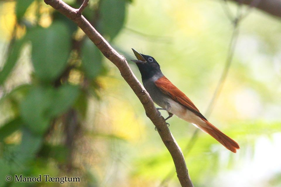 Amur Paradise-Flycatcher - ML637637025