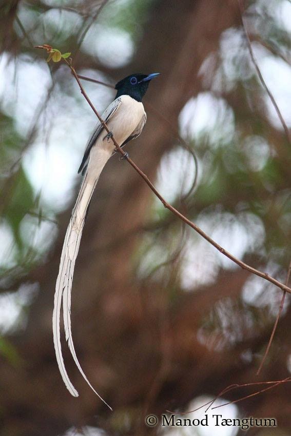 Amur Paradise-Flycatcher - ML637637117