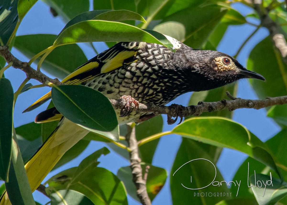 Regent Honeyeater - ML637637118