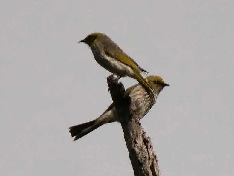 Yellow-plumed Honeyeater - ML637637134
