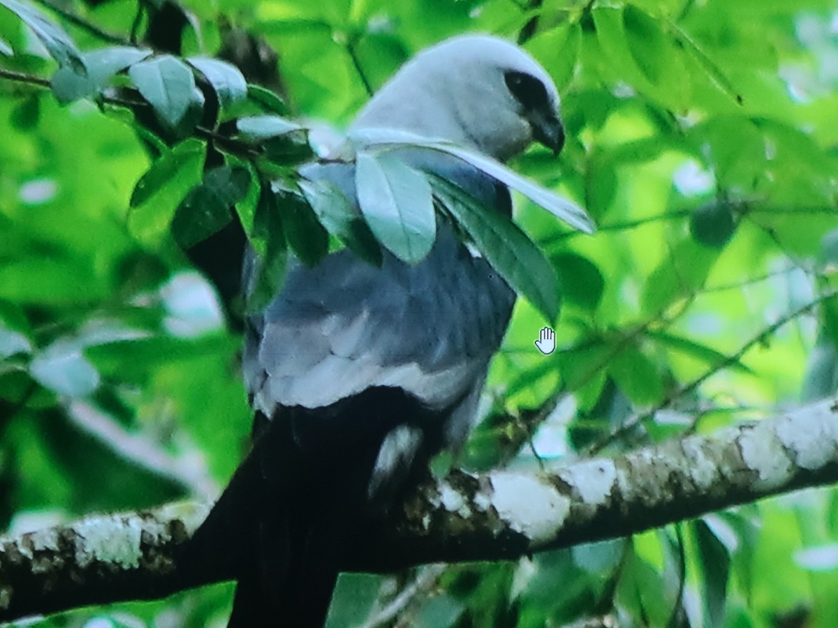 Mississippi Kite - ML637637141