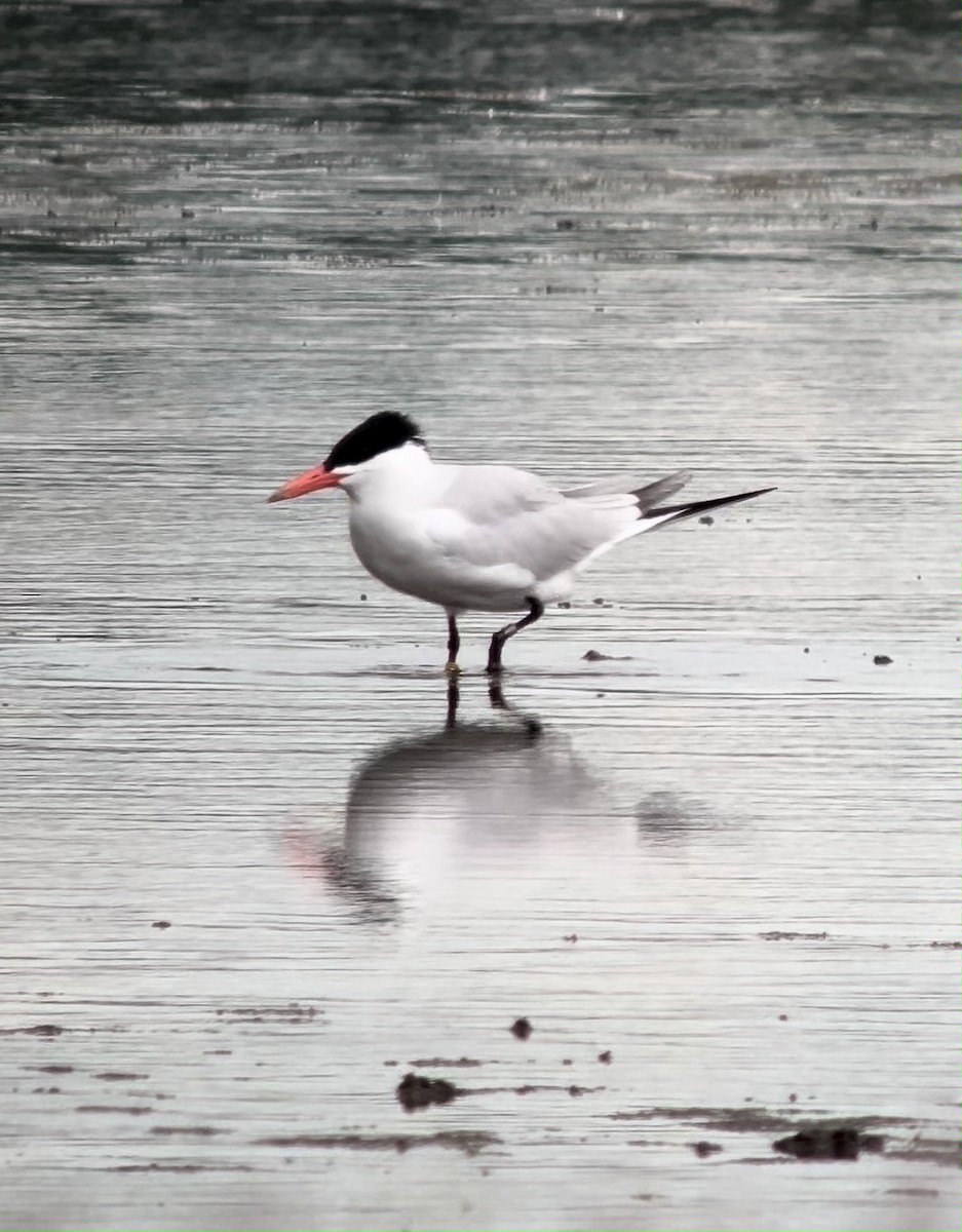 Caspian Tern - ML637637151