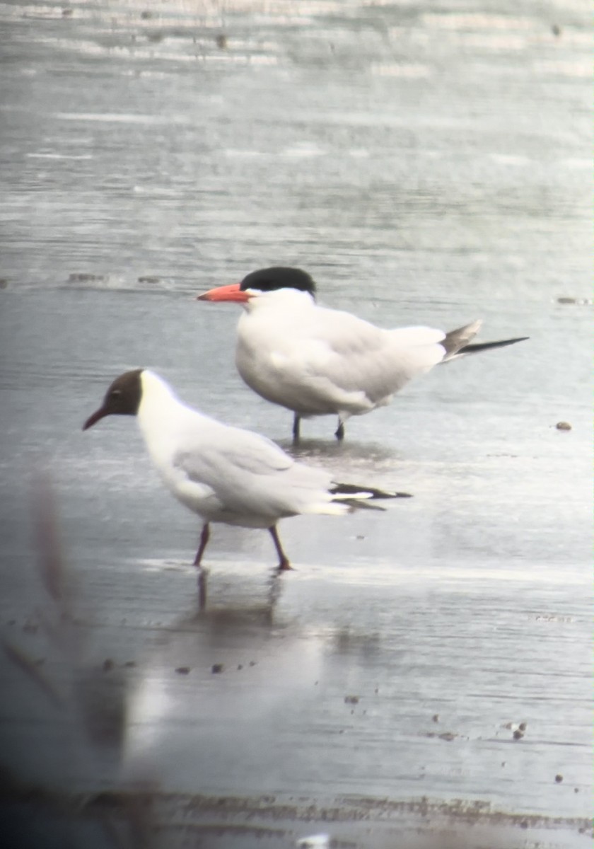 Caspian Tern - ML637637152