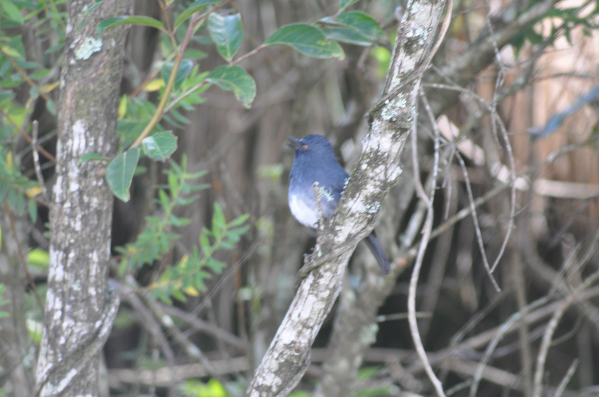 White-bellied Sholakili - ML637637219