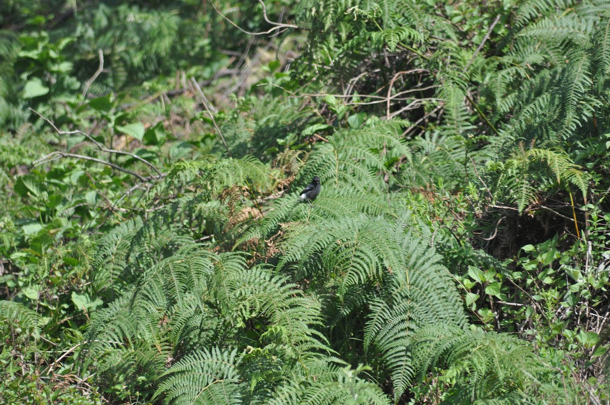Pied Bushchat - ML637637263