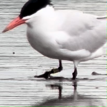 Caspian Tern - ML637637265