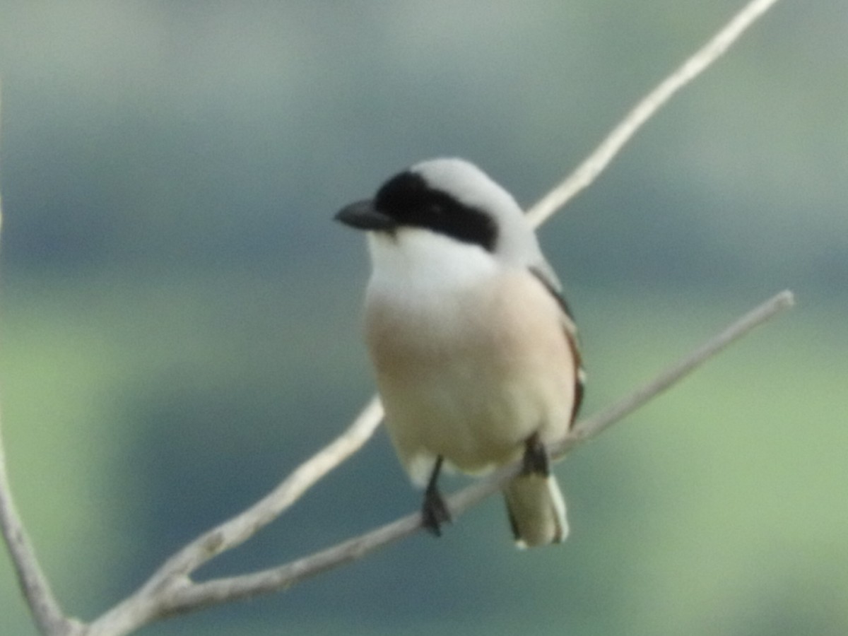 Lesser Gray Shrike - ML637637267