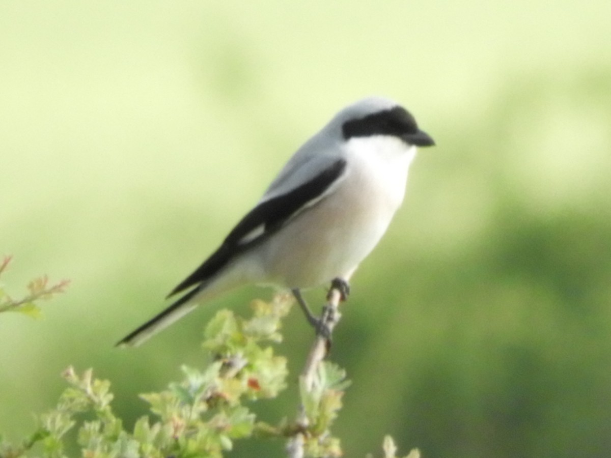 Lesser Gray Shrike - ML637637268