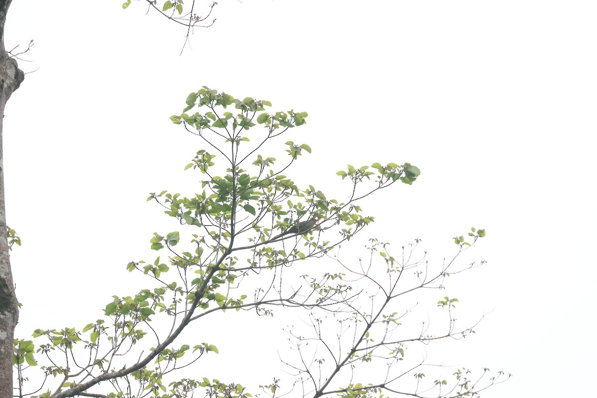 Red-billed Malkoha - ML637637281
