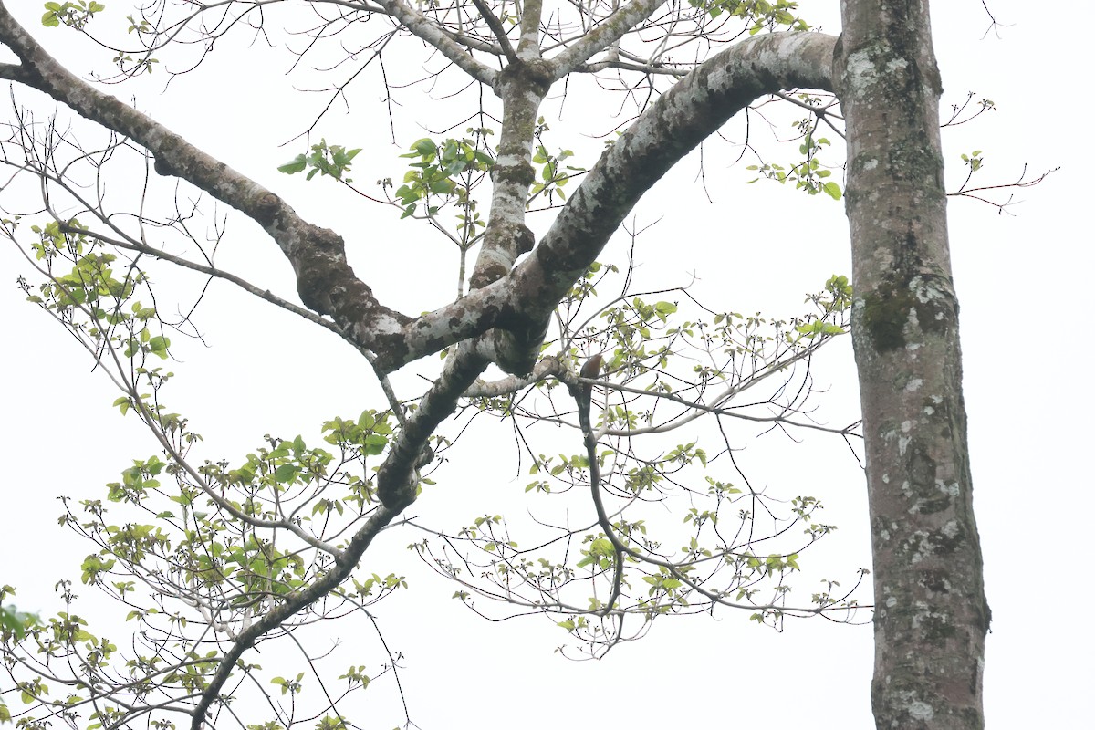 Red-billed Malkoha - ML637637282
